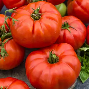 Beefsteak Tomato Seeds | Heirloom, Non-GMO | Large Slicing Tomato