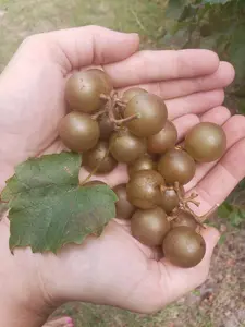 4th Generation Heirloom Scuppernong Grape Seeds