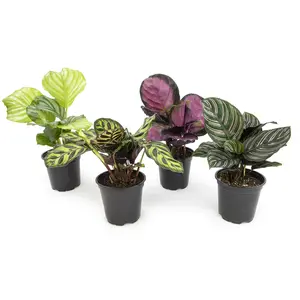 Calathea Peacock Plant 4-pack: Pet Safe Plants for Cats, Dogs & Plant Lovers - (4.25” Pots) – Makoyana - Orbifolia - Roseopicta - Rattlesnake Variegated Houseplant