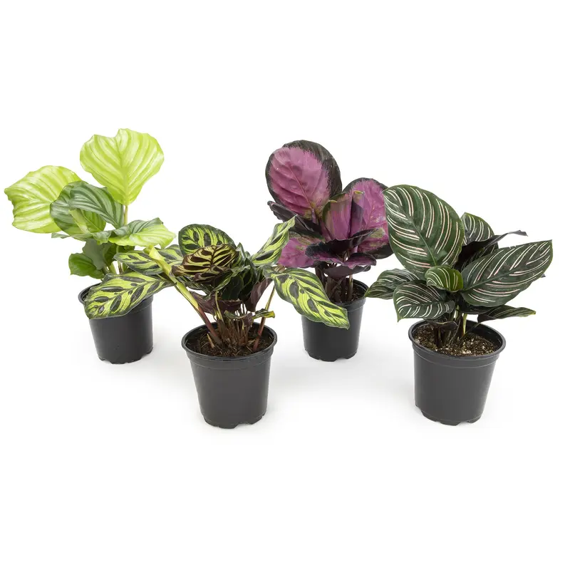prayer plant toxic to cats - TikTok Shop