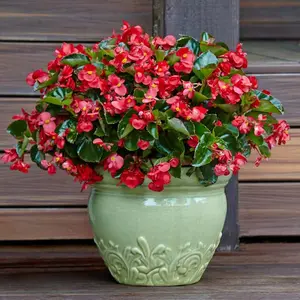Surefire® Red Begonia