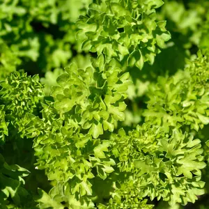 Heirloom Italian Triple Moss Curled Parsley Seeds - Organic and Regenerative Gardening Seeds