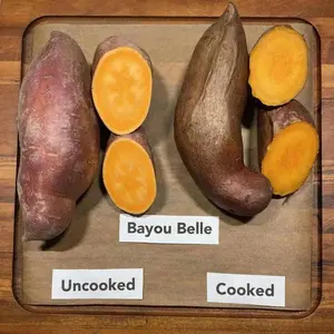 Sweet Potato Slips - Bayou Belle