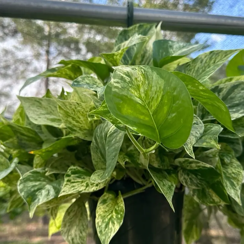 Pothos Marble Queen 8” Hanging basket