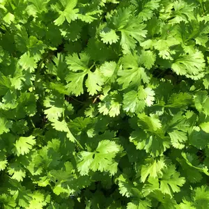 Heirloom Leisure Cilantro Seeds - Organic and Regenerative Gardening Seeds