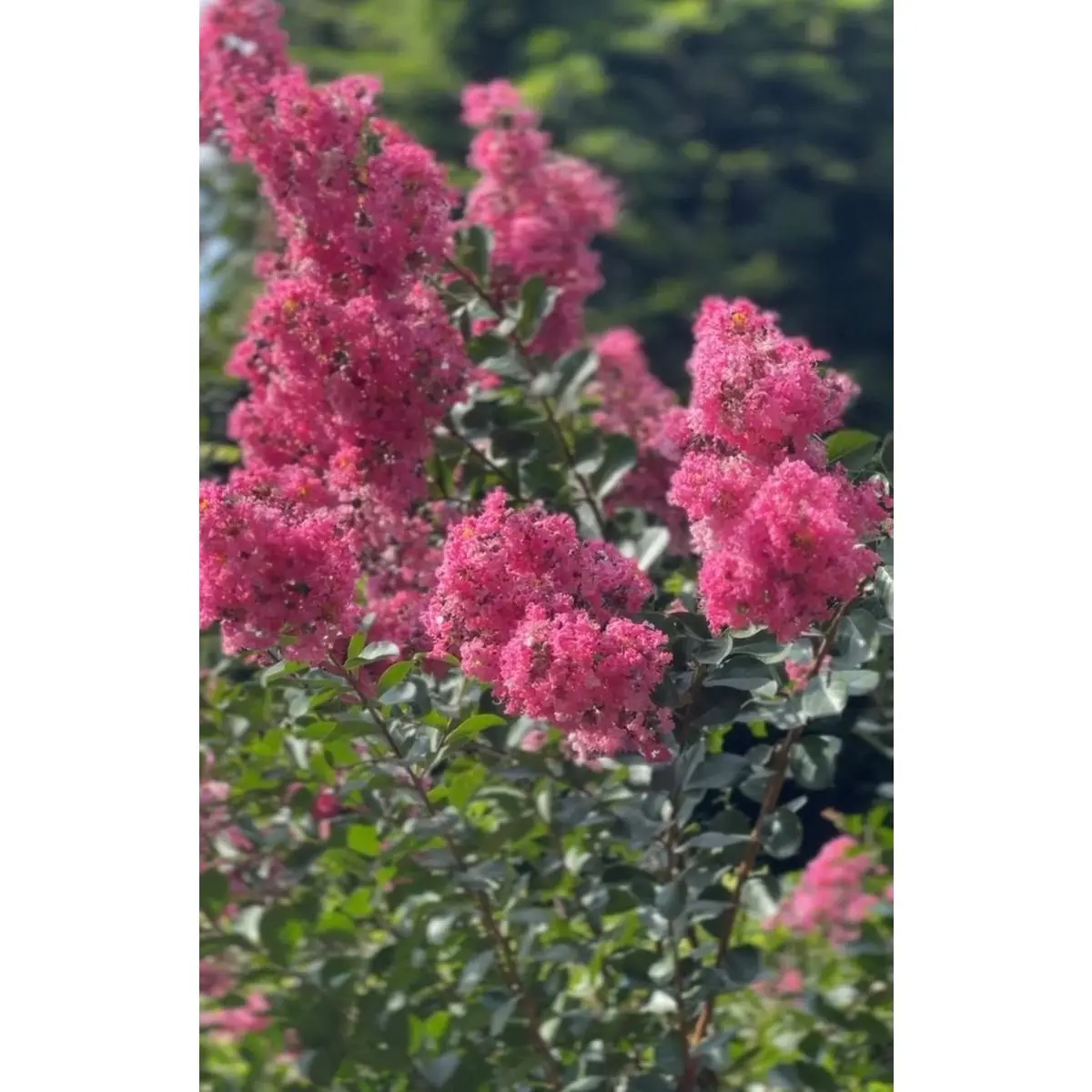 Crape Myrtle Tuscarora Pink Standard (Lagerstroemia indica)