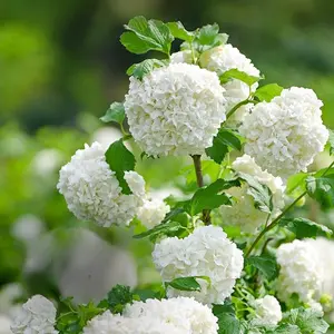 200+ Hydrangea Seeds – Grow Colorful, Lush Blooms for Your Garden or Patio, Easy to Plant, Perfect for Pots & Borders