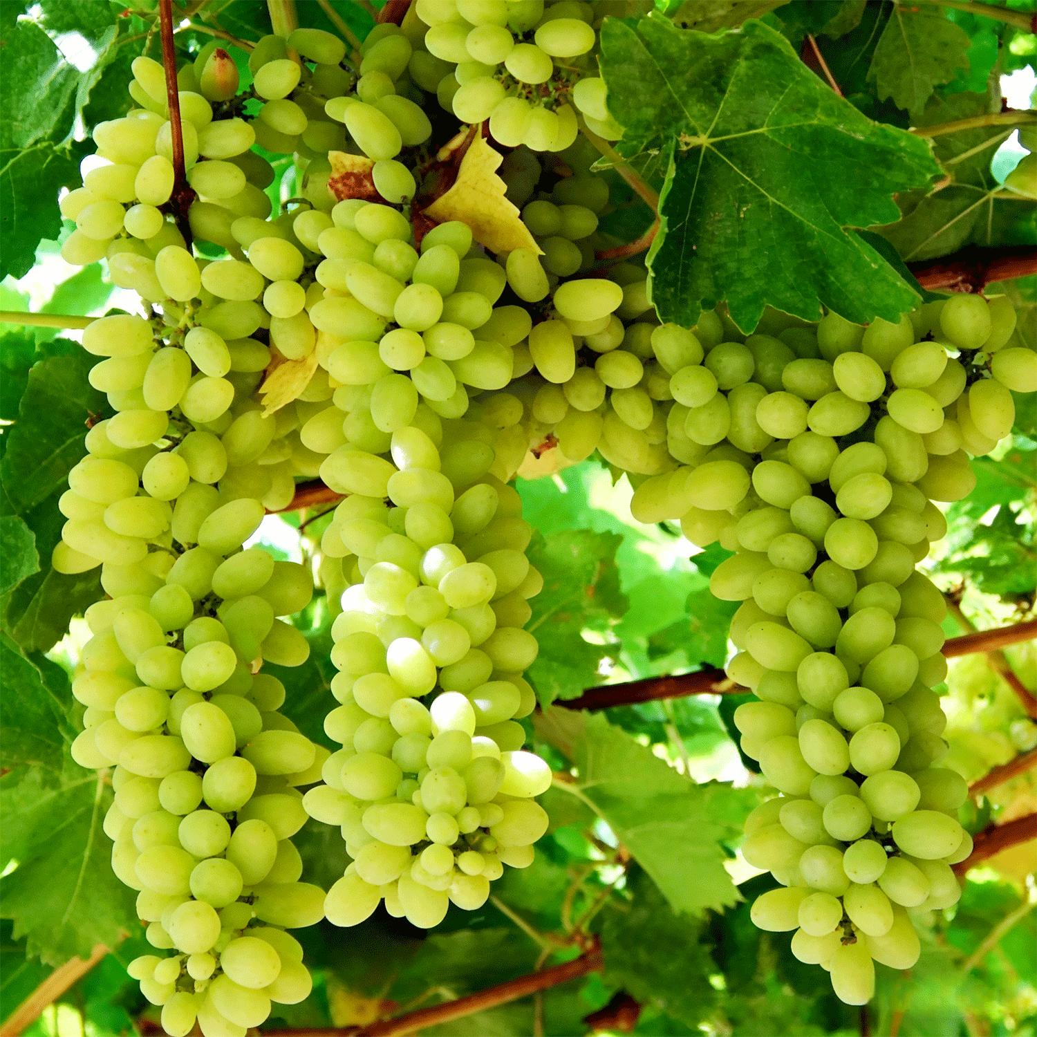 Marshmallow Grape Saplings | Home Gardening Plants | Easy to Grow Even for Beginners | Creative Fruit Trees for Balconies and Gardens | Healthy and Eco-Friendly Growing Method Marshmallow Grape Saplings | Home Gardening Plants | Easy to Grow Even for Beginners | Creative Fruit Trees for Balconies and Gardens | Healthy and Eco-Friendly Growing Method