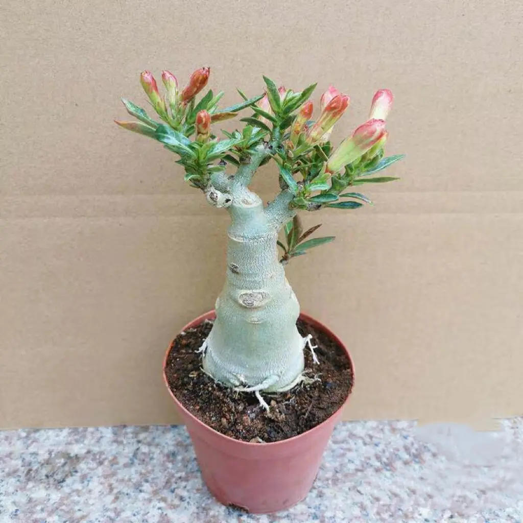 Exotic Desert Rose Adenium Caudex Root Bonsai - Drought-Resistant, Easy-to-Grow Flowering Succulent for US Indoor Windowsill & Balcony Decoration