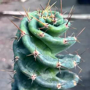Spiral Cactus (Cereus forbesii spiralis) – 5” Pot | Rare Twisting Succulent Cactus