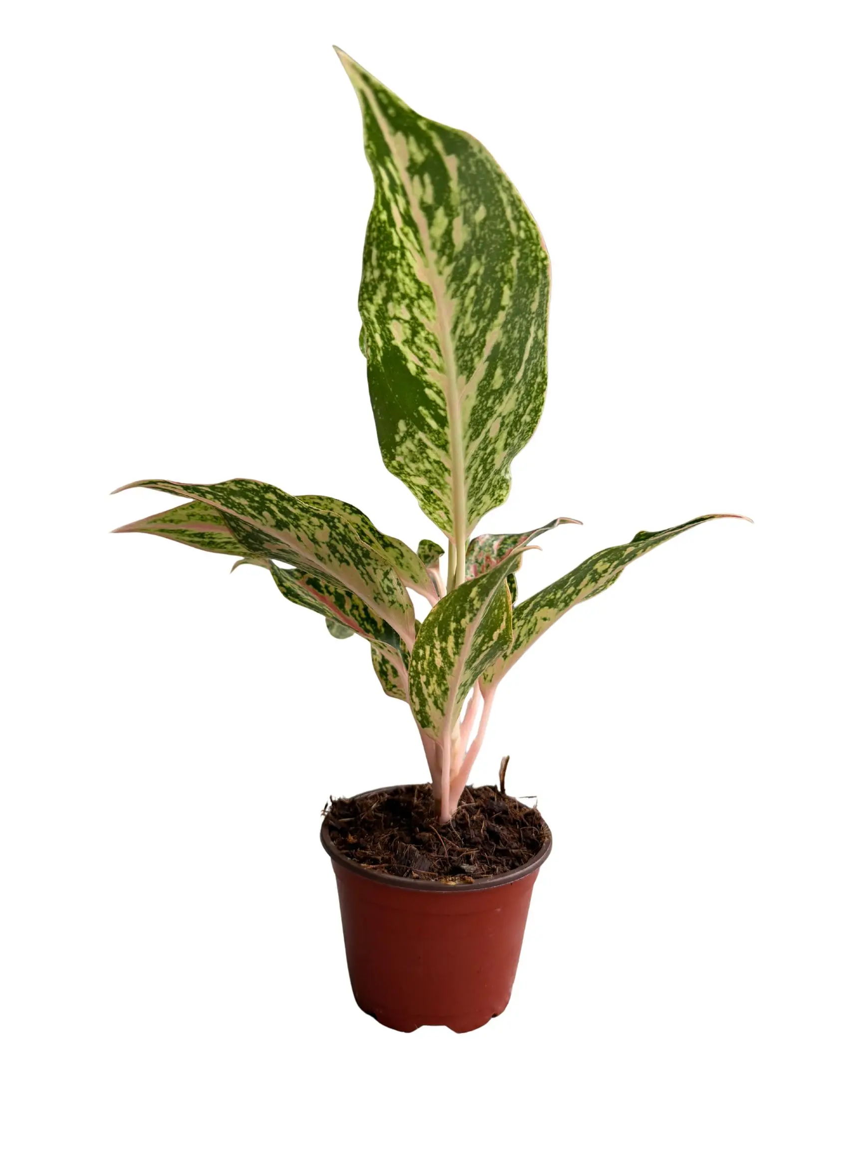 4" Aglaonema Night Sparkle – Rare Pink & Green Chinese Evergreen - Vibrant Indoor Beauty