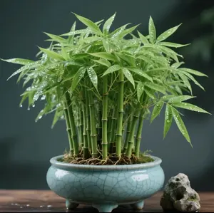 Lucky Bamboo Cypress Seed - Live Indoor Houseplants for Home Decor,Bamboo Plant, Indoor Low Light Plants,Feng Shui