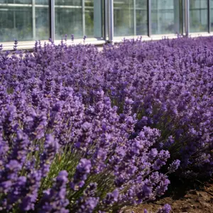 200 Pcs Lavender Seeds for Home Gardens – Highly Fragrant, Easy to Grow Purple Blooms for Pots, Borders & Landscaping – Seeds Only, Not Live Plants