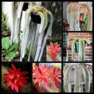 Fantastic Monkey Tail Hildewintera Colademononis Starter Cactus Rooted & Established