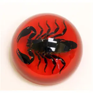 212 MAIN Large Dome Paperweight - Real Black Scorpion in Acrylic Red Background, Office Desk Decor Figurine, Home Decor Statue with Detailed Ornaments, Desk Setup Aesthetic Accent Piece