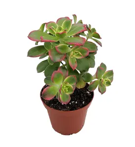 Kiwi Verde Succulent Tree - Aeonium - Succulent - 2.5" Pot Grown by Hirt's Gardens