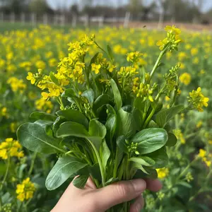 500 Yu Choy Seeds - Chinese Flowering Greens for Home Garden Fast Growing Leafy Vegetable with Tender Stems & Yellow Flowers Ideal for Stir Fry Steaming & Soups