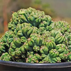Cereus forbesii monstrose 'Ming Thing'