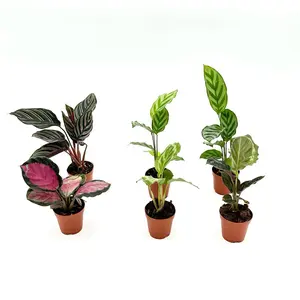 2 Inch Calathea 6 Pack of Plants - 6 Unique Varieties in 2 Inch Pots - Low-Light Tolerance, Humidity Lovers, Easy Care