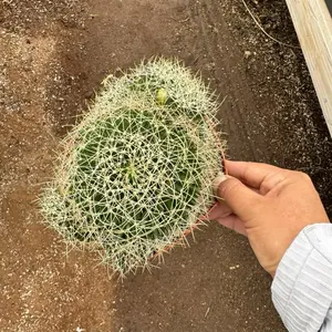 Mammillaria Bird Nest 6 inch pot Cactus