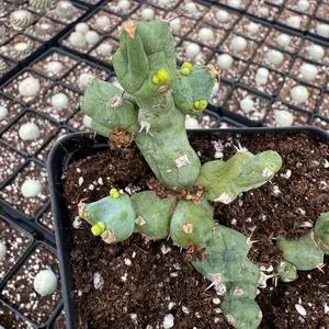 Rare Euphorbia - Euphorbia Clivicola, Live Plant