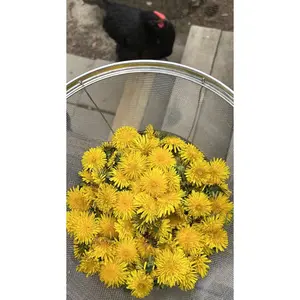 Dandelion Flower Heads