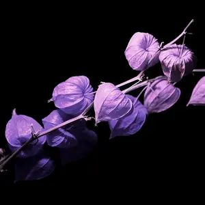 Purple Chinese Lantern Seeds for Planting - 50 Seeds - Exotic Garden Seeds