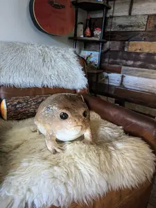 Giant Desert Rain Frog