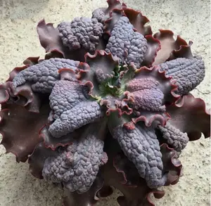 RARE Echeveria Thanos succulent exotic hen and chicks plant seed 50 SEEDS