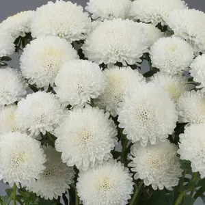 Green River 50 White Aster Flower Seeds - Premium Perennial Flower Seed Pack, Elegant Snow-White Blooms for Borders, Bouquets, and Pollinator-Friendly Cottage Gardens