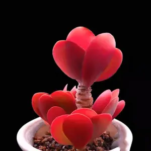 2"Live Succulent Kalanchoe Flapjacks Paddle Plant