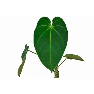 Anthurium angamarcanum 1 (seedling)