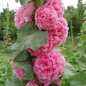Green River 25 Double Cotton Candy Hollyhock Seeds - Flower Seed Pack, Perennial Cottage Garden Blooms, Tall Stalks with Ruffled Petals, Rare Assorted Flower Seeds for Outdoor Planting