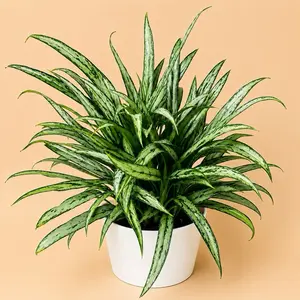 Aglaonema Cutlass Live Indoor House Plant - 8 in Pot, Rare Variety with Unique Leaves, Beginner-Friendly Care for Home Decoration