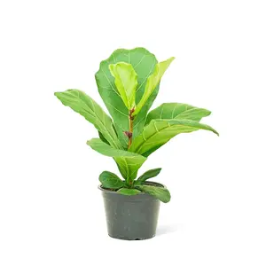 Fiddle Leaf Fig, Medium