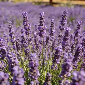 Purple Lavender Seeds 200 PCS, Fragrant Flower Seeds for Garden and Container Planting, Hardy Perennial Herb, Attracts Bees and Butterflies, Seeds Only Not Live Plants