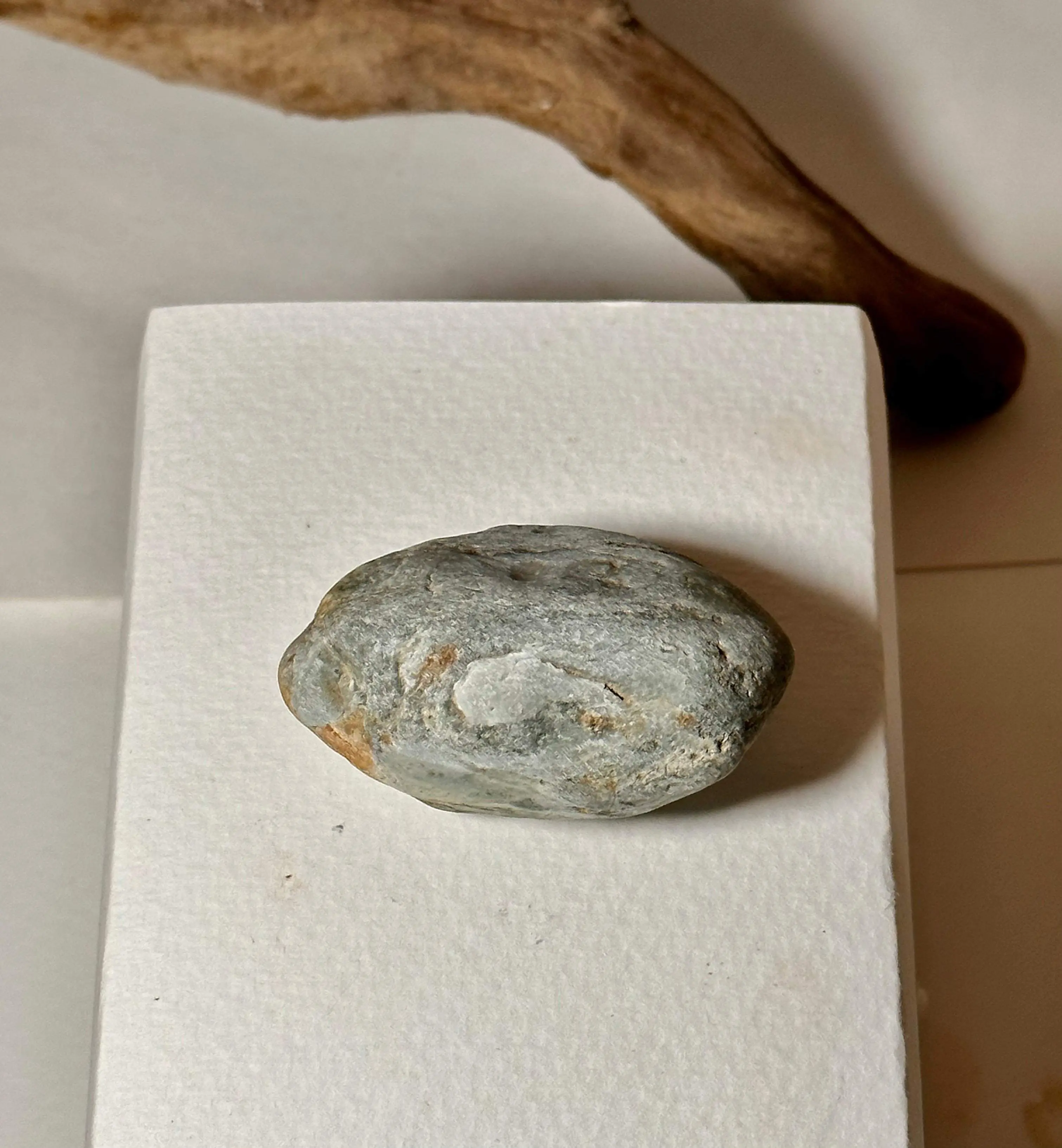 Petrified Wood Fossil from Washington State