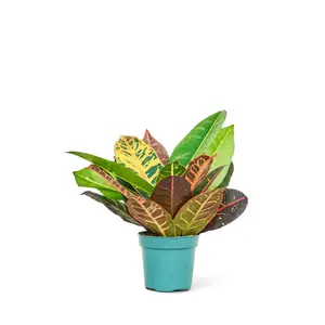 Croton 'Petra', Small