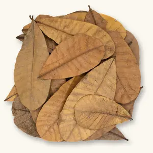 Natural Colombian Casho Leaf Litter (25c) by Betta Botanicals for Dart Frog Vivariums & Blackwater Aquariums