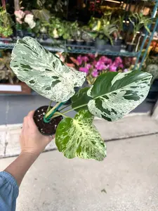 Monstera 'Vietciosa' - 4" pot
