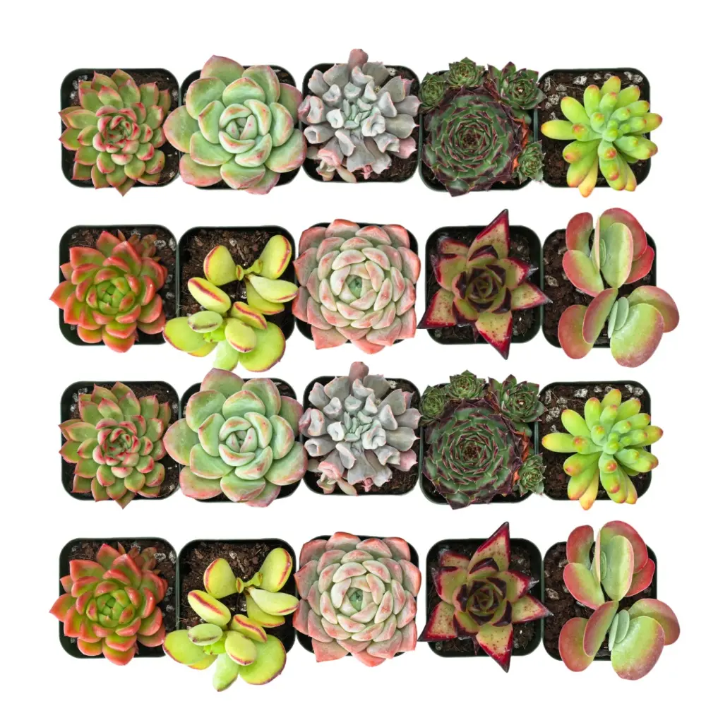 20pcs Live Succulents with 10 Varieties