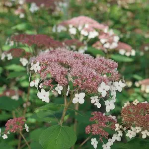 Pinky Pollen Ring™ Hydrangea