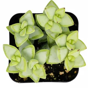 Crassula rupestris Rosary Vine