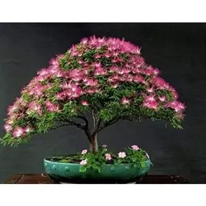 Organic Mimosa Tree Seeds aka Silk tree, Albizia julibrissin, Silky acacia, Persian silk tree, Pink Silk dwarf bonzai or giant ornamental!