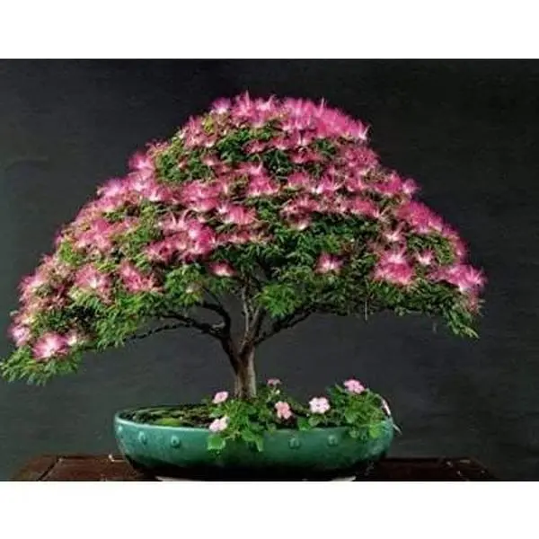 Organic Mimosa Tree Seeds aka Silk tree, Albizia julibrissin, Silky acacia, Persian silk tree, Pink Silk dwarf bonzai or giant ornamental!