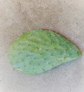 Opuntia Xoconostle & Opuntia Matudae Pad Cuttings - Green Tuna Prickly Pear with Exotic Look, Tangy Fruit, Full Sun Compatibility, Outdoor Garden Supplies