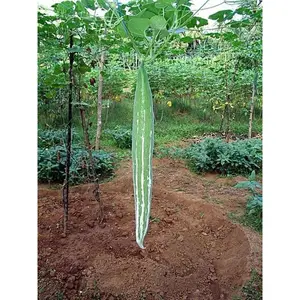 Snake gourd Seeds- Buag Ngu,or  Naga,from india