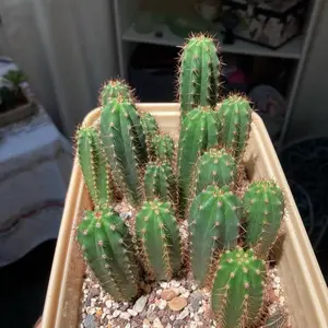 Mystery Cactus Seeds ~ 10 Seed ct. Vendor’s Choice