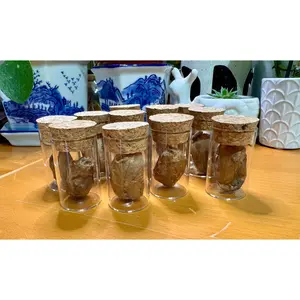 Eclosed (empty) Luna moth cocoon, Actias luna, in a glass and cork jar, oddity shelf, curiosity, STEM, real, preserved, dried