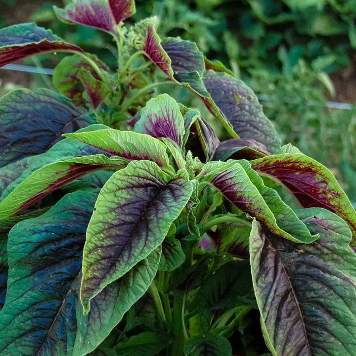 TomorrowSeeds - Red Leaf Amaranth Seeds -  è‹‹èœ ì•„ë§ˆëž€ìŠ¤ à¤ˆ Amaranthus tricolor Spinach Yin Choi Xiancai Bireum Callaloo Tandaljo Chaulai Asian Vegetable Seed 2024